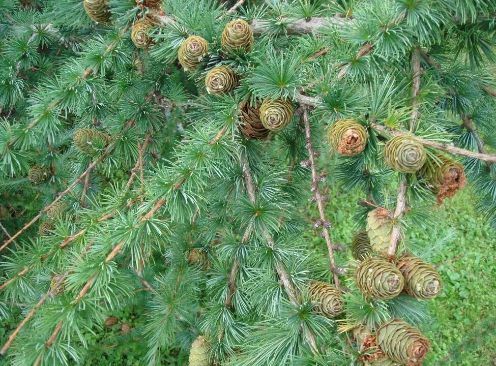 Larch will serve as a raw material for the preparation of a medicinal decoction for varicose veins